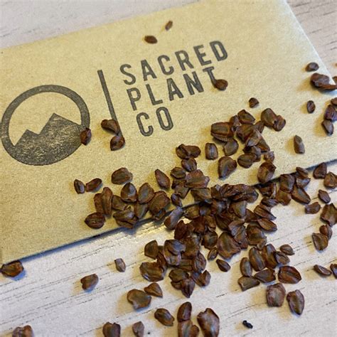 How To Grow Dawn Redwood Trees From Seeds! | Sacred Plant Co Growing Guides blog