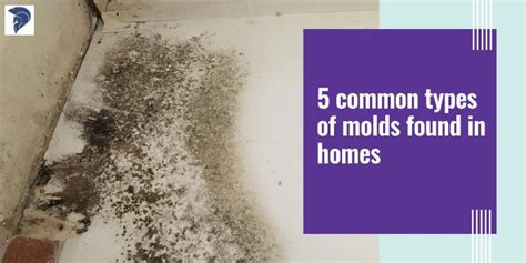 5 Common Types Of Molds Found In Homes - Blog