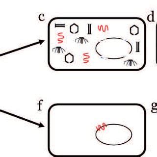 Phage lytic and lysogenic infection cycle. (a) phages attach to a ...