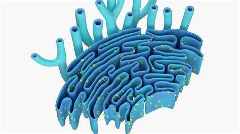 Endoplasmic Reticulum - 3D Model by esfey