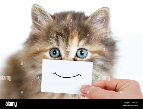 funny kitten portrait with smile on card Stock Photo - Alamy