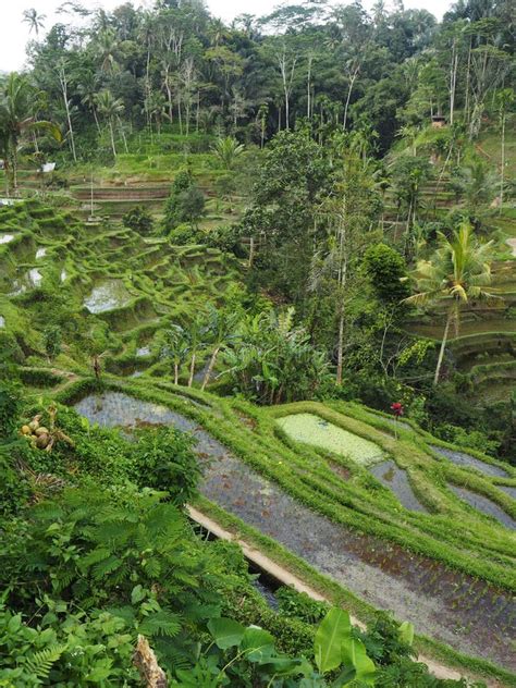 Rice Paddy Terrace and Rainforest in Bali, Indonesia Stock Image ...