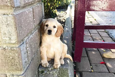 About Golden Cocker Retrievers — Green Valley Kennel - Cavachon, Golden Retriever and Golden ...