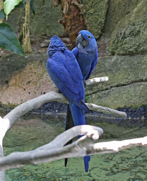 Pictures and information on Hyacinth Macaw