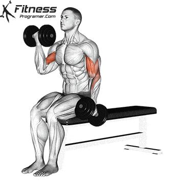 Seated Alternating Dumbbell Curl » Workout Planner