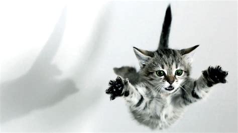 Flying Cat Wallpapers - Wallpaper Cave