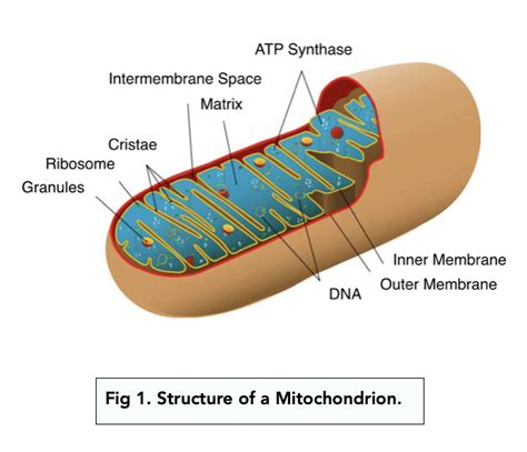 Mitochondria Cell Structure