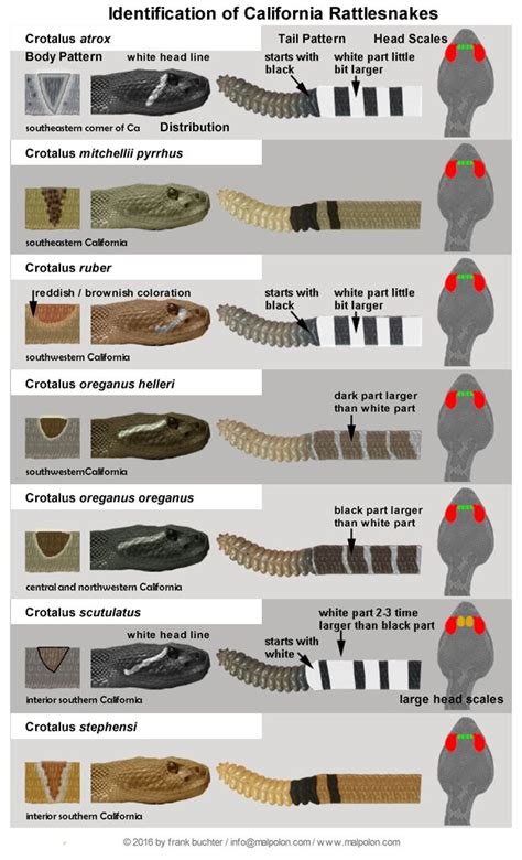 California Rattlesnakes | Reptiles and amphibians, Animal antics ...