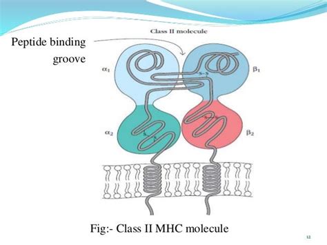 Major Histocompatibility complex