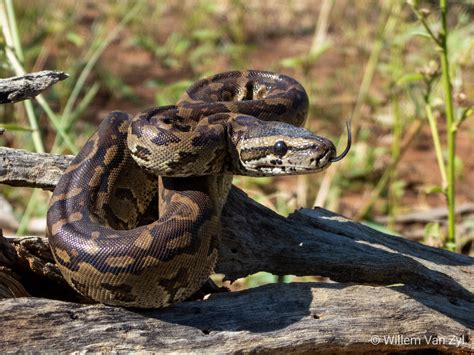 Southern African Python (Python natalensis) from Limpopo, South Africa. Not venomous but can ...