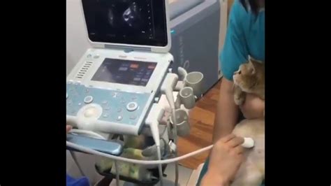 This pregnant cat getting an ultrasound might be the cutest thing I’ve ever seen - YouTube