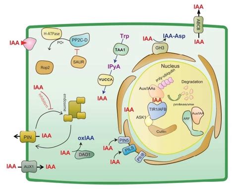 Manipulation and sensing of auxin metabolism, transport and signaling ($) (Plant Cell Physiol ...