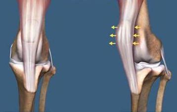 Patellar Luxation - BoneVet Orthopaedics