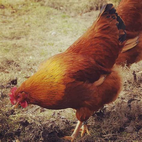 New Hampshire Chicken: Eggs, Height, Size and Raising Tips