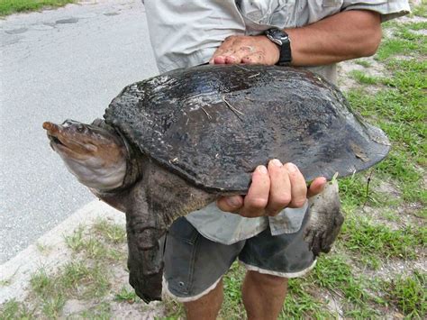 Florida Softshell Turtle Facts, Habitat, Diet, Life Cycle, Baby, Pictures