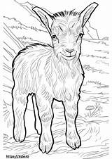 American Pygmy Goat coloring Pages  Free Printable sketch template