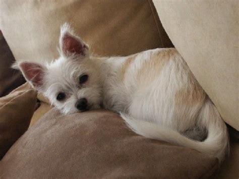 8 Awesome Maltese Mixes: The Cutest, Cuddliest Maltese Mixed Breeds! | Chihuahua terrier ...