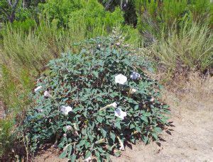 How To Make Datura Flower Essence | Best Flower Site