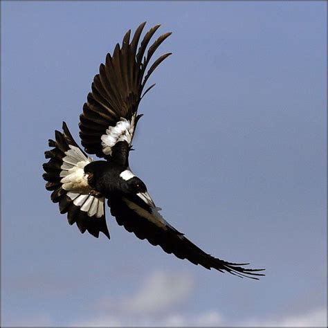 Swooping Magpie | Australian birds, Magpie, Magpie art