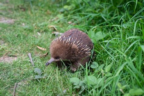 Echidna vs Hedgehog: Visual Differences & Characteristics (With Pictures) | Pet Keen