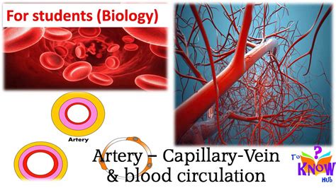 Arteries Veins And Capillaries Structure And Function | MedicineBTG.com