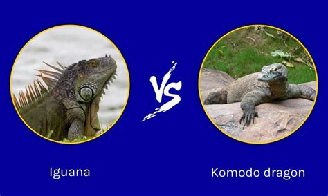 Iguanas VS Komodo Dragons: Differences To Set Them Apart - IMP WORLD