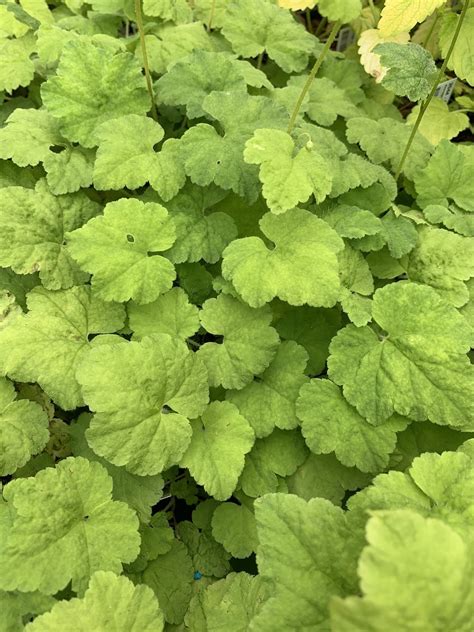 Mitella > Mitella caulescens - The Beth Chatto Gardens