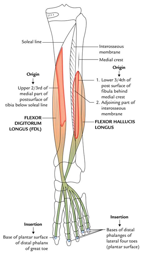 Flexor Digitorum Longus – Earth's Lab