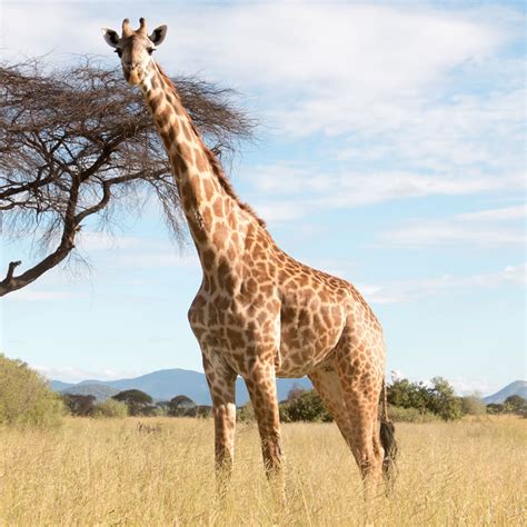 Giraffe | The Animal Spot