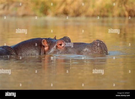 Hippopotamus in water Stock Photo - Alamy