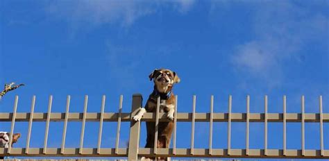 How to Stop a Dog From Jumping or Climbing the Fence | Daily Dog Stuff