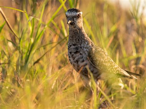 American Golden-Plover - Birding Trinbago