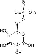 Glucosa 6-fosfato - Glucose 6-phosphate - qaz.wiki