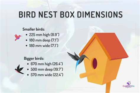 Complete Guide to Garden Bird Nest Box Size and Dimensions - Gardenia ...