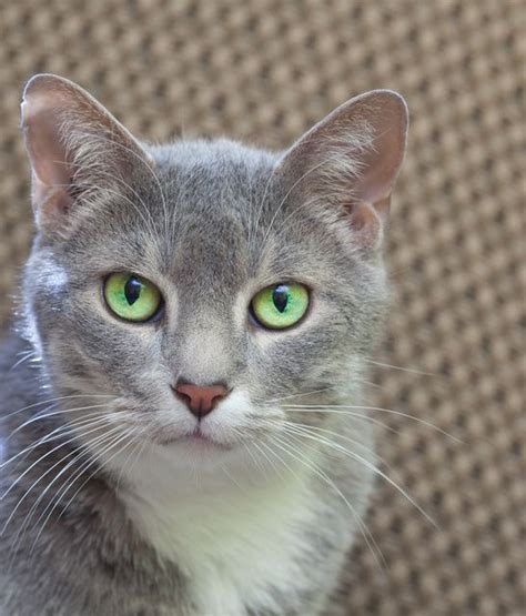 Grey Cat Breeds Green Eyes - Pets Lovers