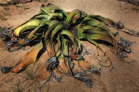 Large Welwitschia Plant In Namibian Desert Stock Photo - Image of desert, drought: 18680148