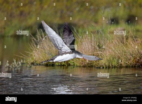 Red-throated loon / red-throated diver (Gavia stellata) in breeding ...