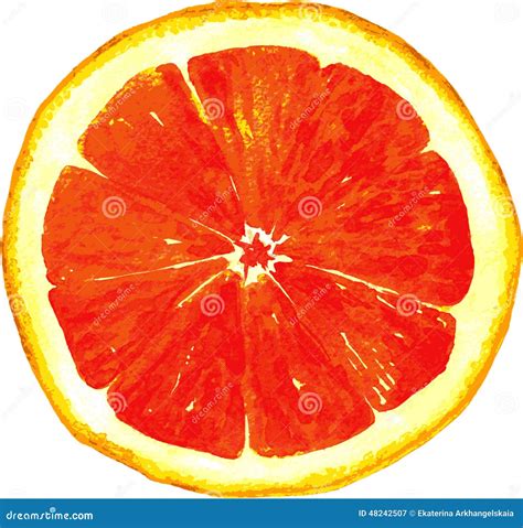 Slice Of Grapefruit Drawing By Watercolor Stock Vector - Image: 48242507