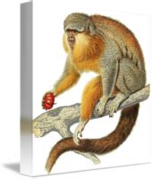 Gibbon PNG Pic | PNG Mart