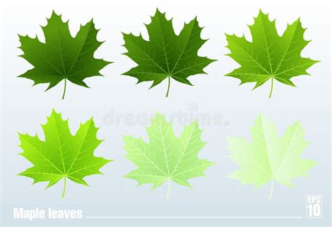 Green Maple Leaf. Vector. Set. Stock Vector - Illustration of summer ...