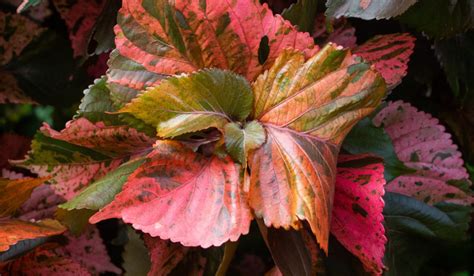 Acalypha Wilkesiana: Facts, uses, how to grow and care tips