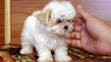 Maltipoo Shih Tzu Mix Size - Shih Tzu Dog