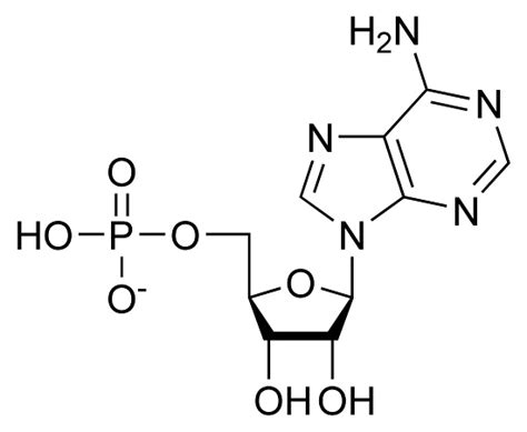 Nucleic Acid Elements and Monomer | Biology Dictionary