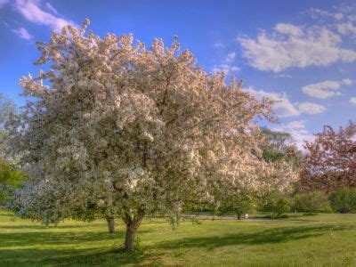 Growing Crabapple Trees - How To Care For A Crabapple Tree