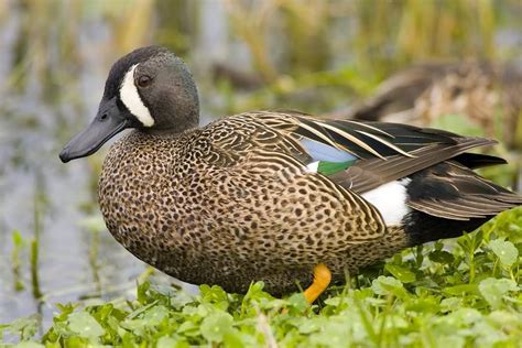 Blue-winged Teal male | Blue winged teal, Teal duck, Duck pictures