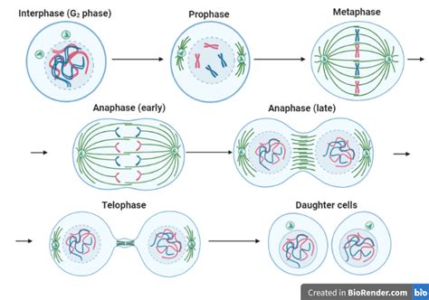 Mitosis - Simplebiol