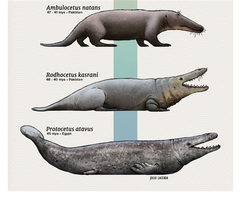 Julio Lacerda • Evolution Series: The Walking Whales Whales are...