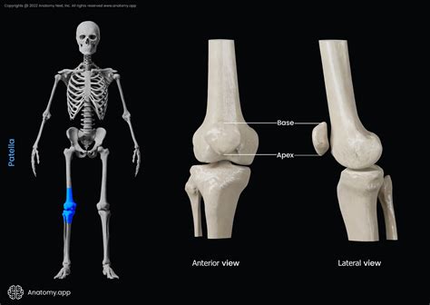 Patella | Encyclopedia | Anatomy.app | Learn anatomy | 3D models ...