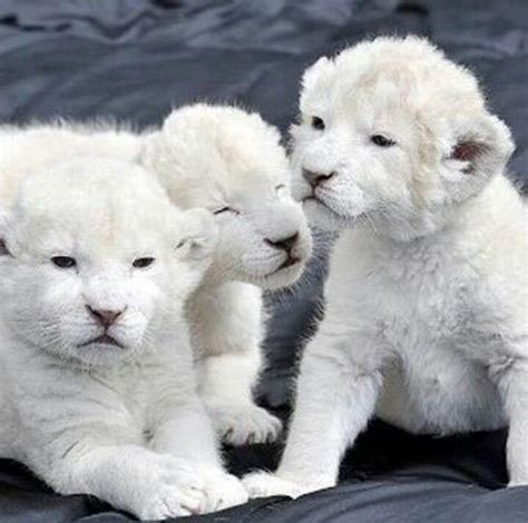 Baby white lion cubs | I need a farm. | Pinterest | Animals, Cats and Cute animals