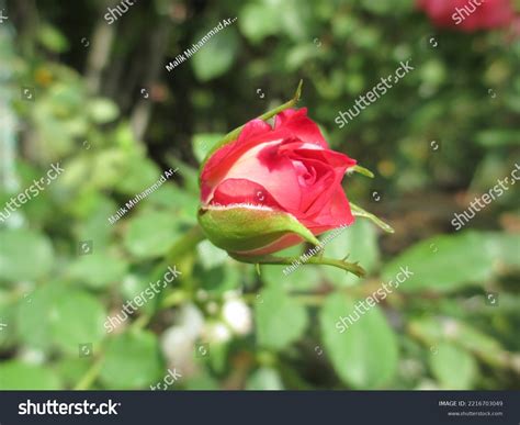 Different Stages Beautiful Rose Plant Stock Photo 2216703049 | Shutterstock